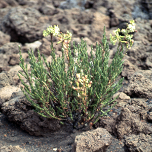 Green plant on stony ground, photo.
