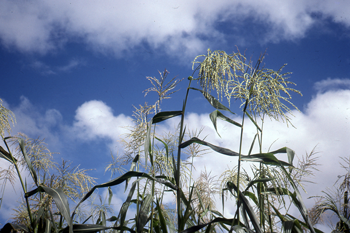 Grass against a blue sky, photo.