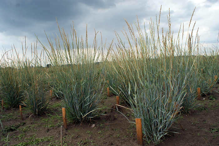 Plants similar to wheat growing on a field in tufts, photo.