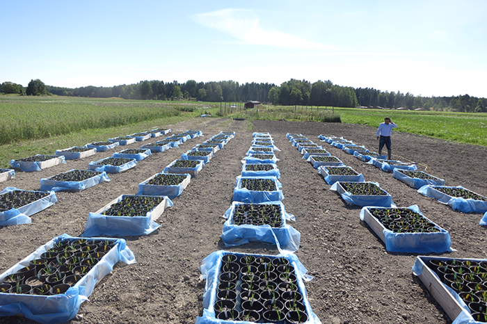 cultivation squares on a field with a man walking by them, photo.