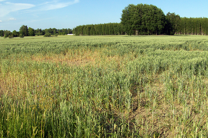 Green wheat field where certain areas are yellow, photo.