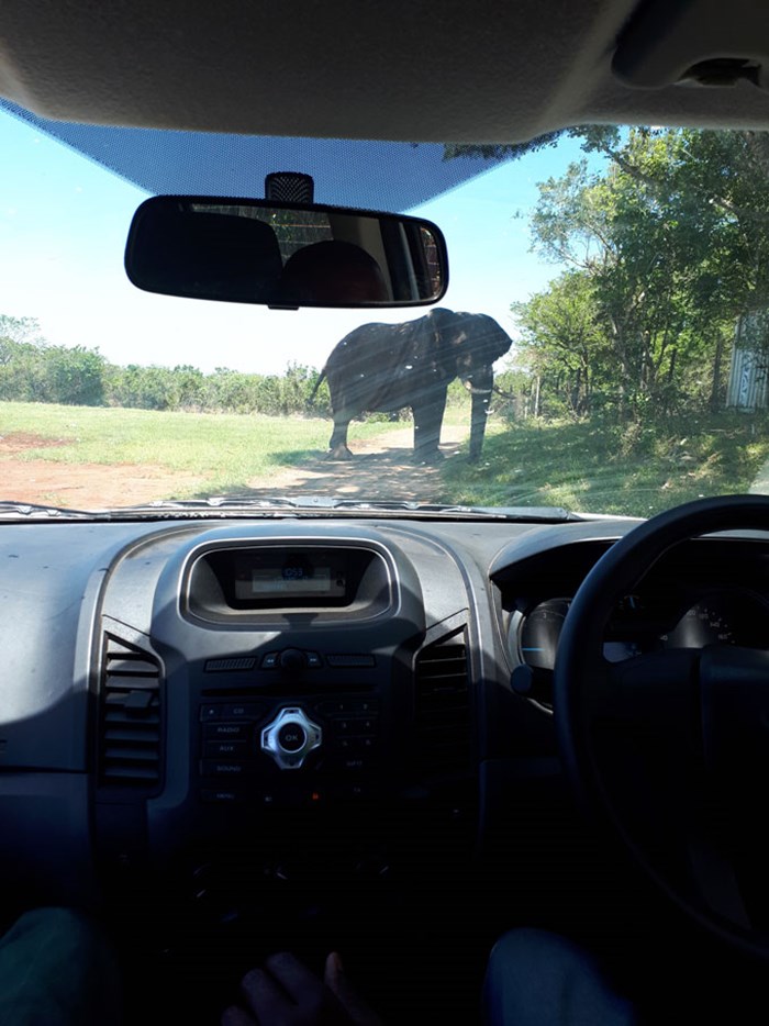 Elefant går över bilvägen. Foto.