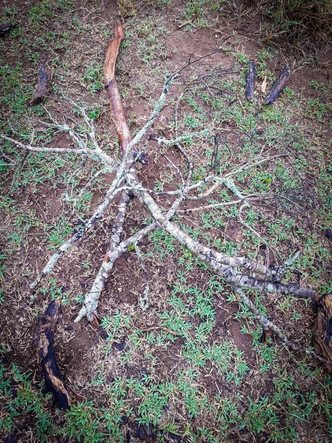  Twigs on grass. Photo.