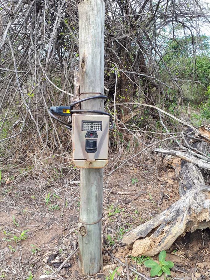 Camera trap mounted on pole. Photo.