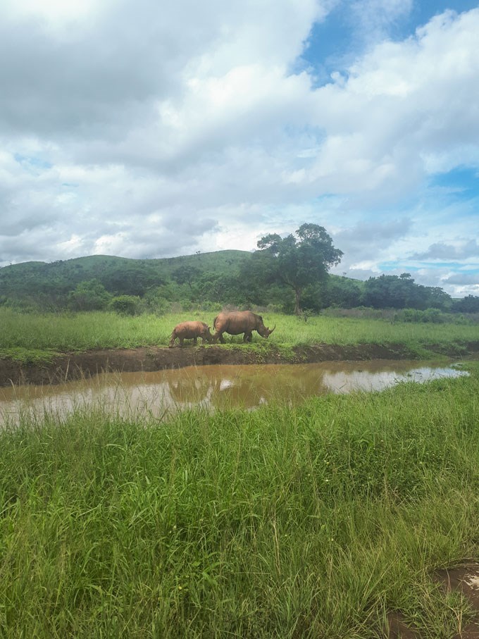  Rhinos in South Africa. Photo.