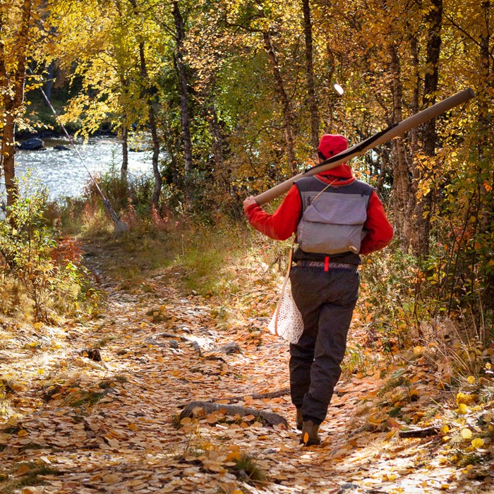 Person with fishing equipment walks towards the water along a road of yellow autumn leaves. Photo.