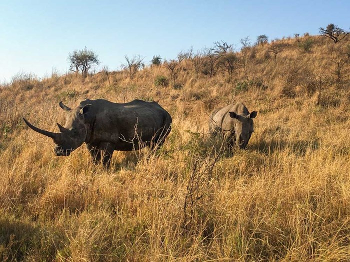 Rhinos in South Africa. Photo.