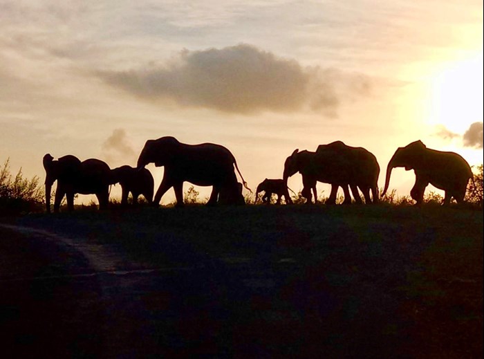  Silhouettes of elephants in a row. Photo.