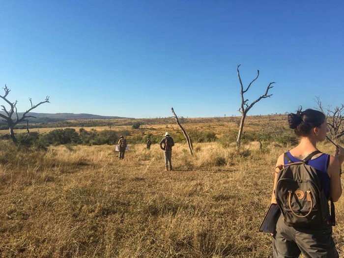  Field work in a South African nature reserve. Photo.