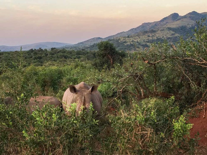  Rhinos among greenery. Photo.