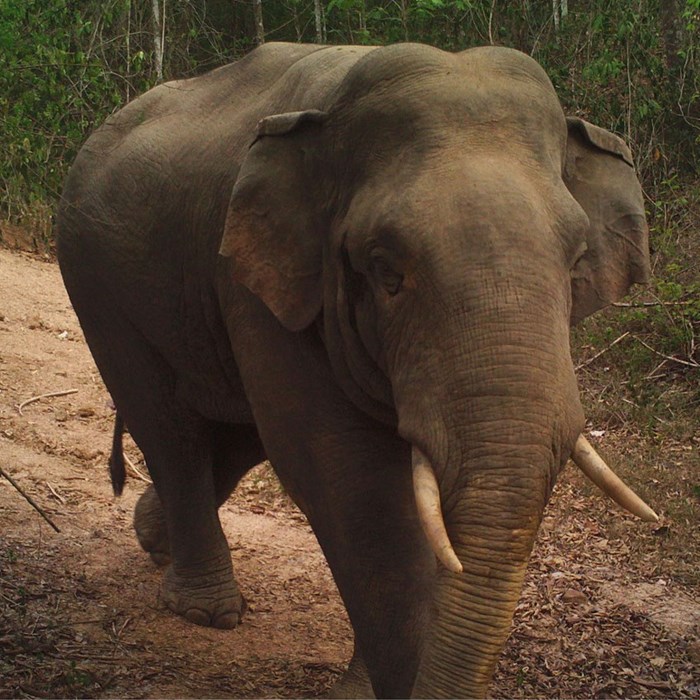 Elefant. Foto.