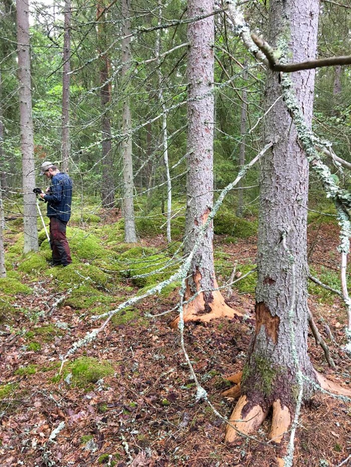 Albin i skog. Foto.
