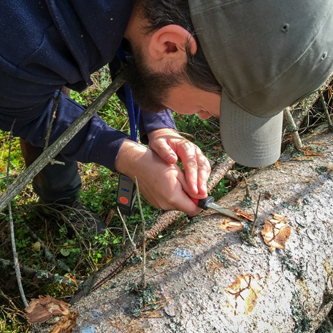 Albin removing something from a tree with a knife. Photo.
