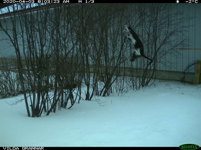  Cat captured on image by a camera trap.