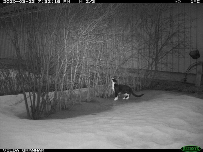 Katt fångat på bild av en viltkamera.