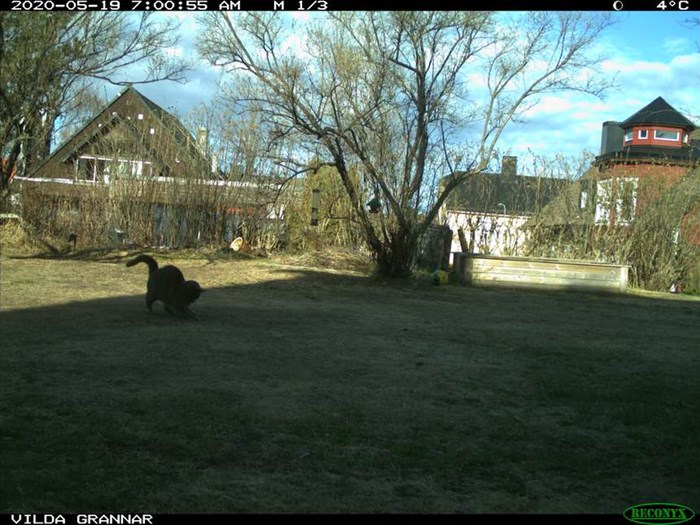  Cat captured on image by a camera trap.