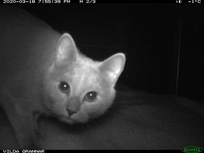 Katt fångad på bild av en viltkamera.