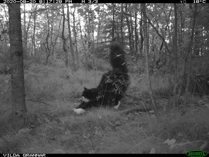  Cat captured on image by a camera trap.