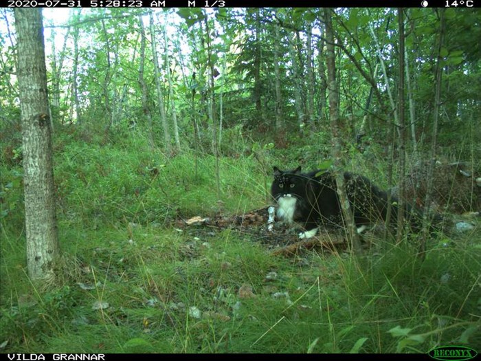 Katt fångad på bild av en viltkamera.