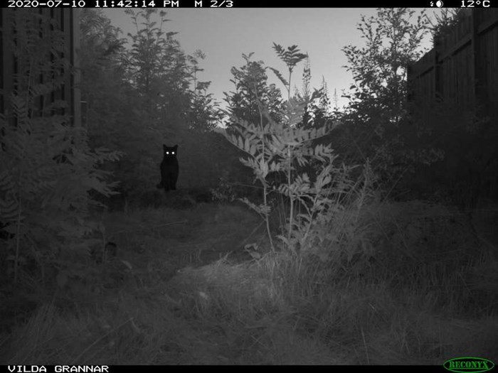  Cat captured on image by a camera trap.