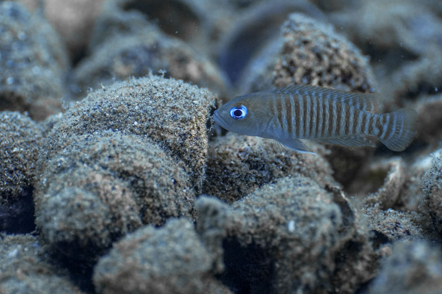 African cichlid fish in the wild .