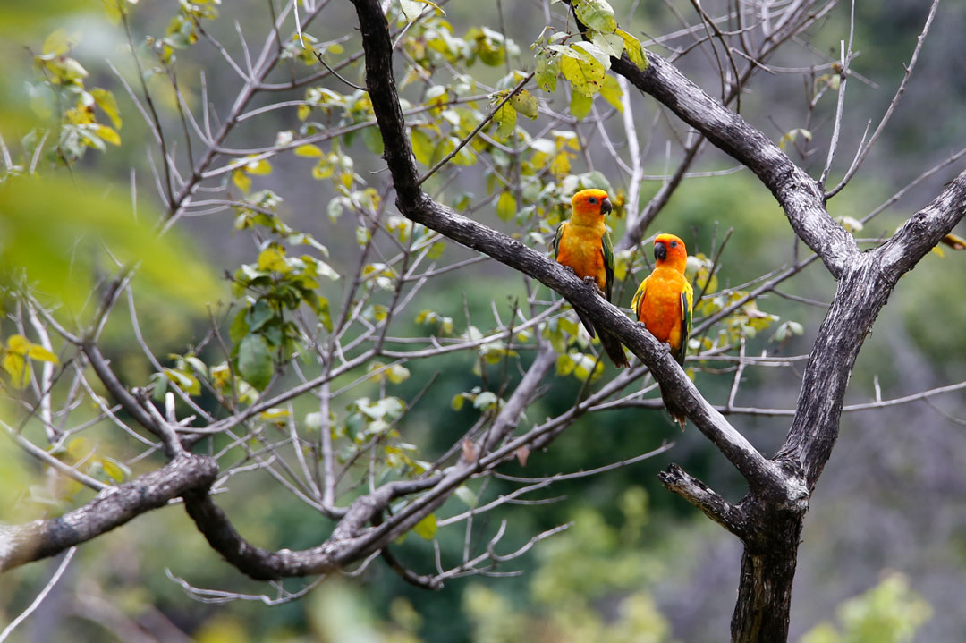 Sun parakeets in a tree.