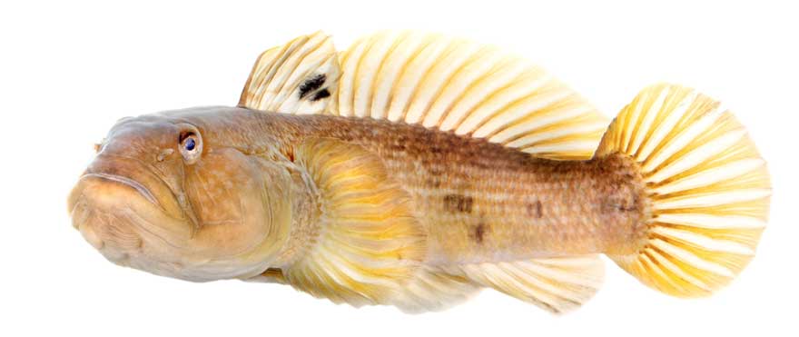 Round goby photographed against a white background.