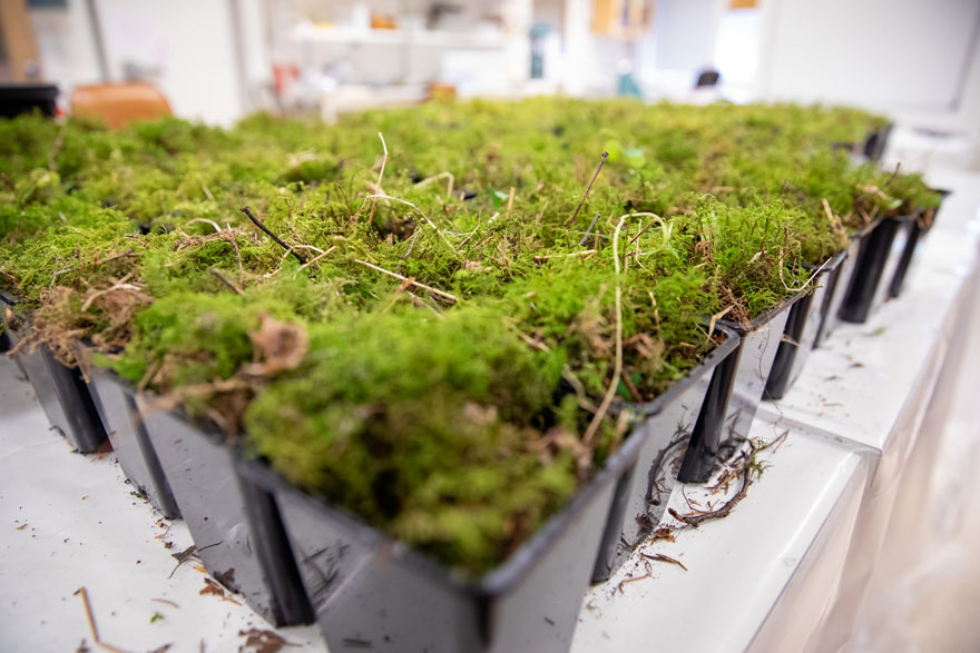  Moss in pots.