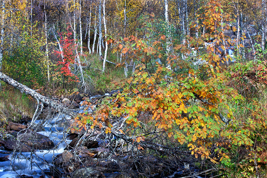 Forest and a small stream in autumn colors. Photo.