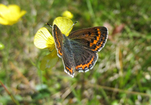 The red listed butterfly Lycaena helle 