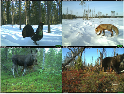 Pictures from camera trap