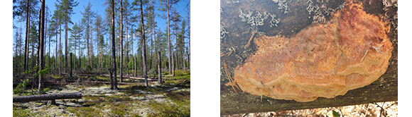 Felled trees in forest and mushrooms 