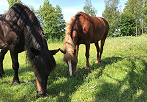 Hästar betar gräs