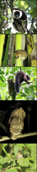 Animals on Madagascar