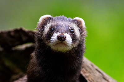 A polecat in close-up