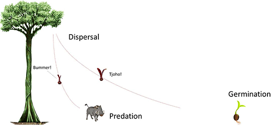 Illustration seed dispersal 