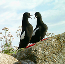 Two black guillemonts on a rock