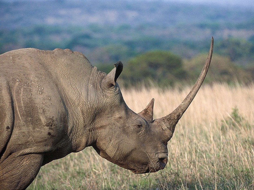 Rhino. Photo.
