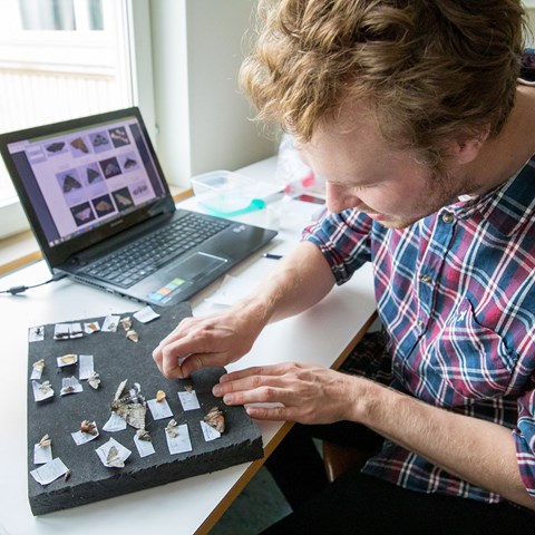 Oskar Lövbom species determines butterflies in the lab. Photo.