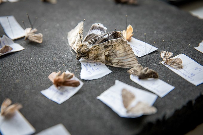 Pinned butterflies. Photo.