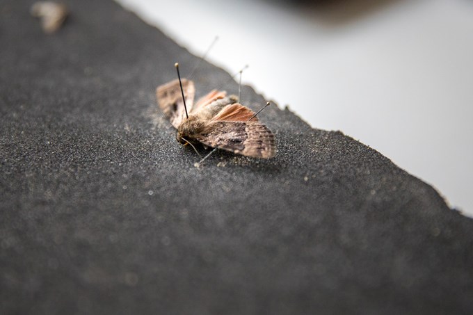 Pinned butterfly. Photo.
