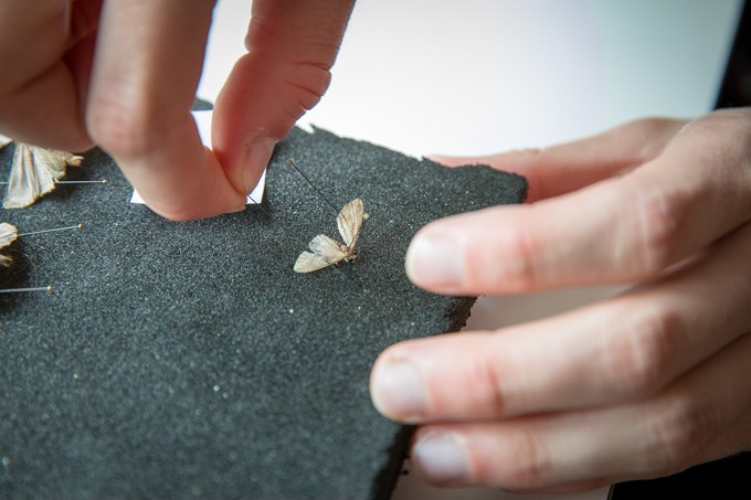  Hands stretching and pinning butterfly wings. Photo.