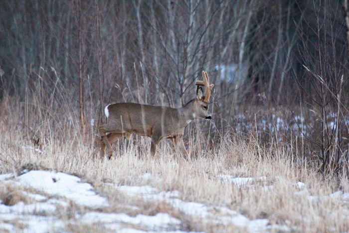 Photo of a roe deer.