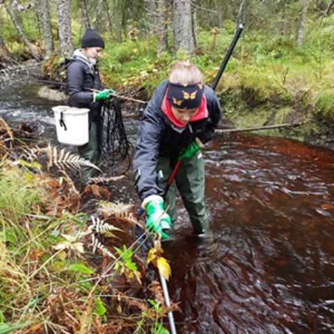 Two persons electro fishing in a stream. Photo.