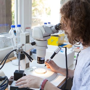 Person looking under a microscope. Photo.