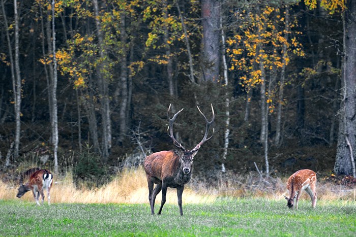 Kronhjort och dovhjort betar vid en skogskant. Foto.