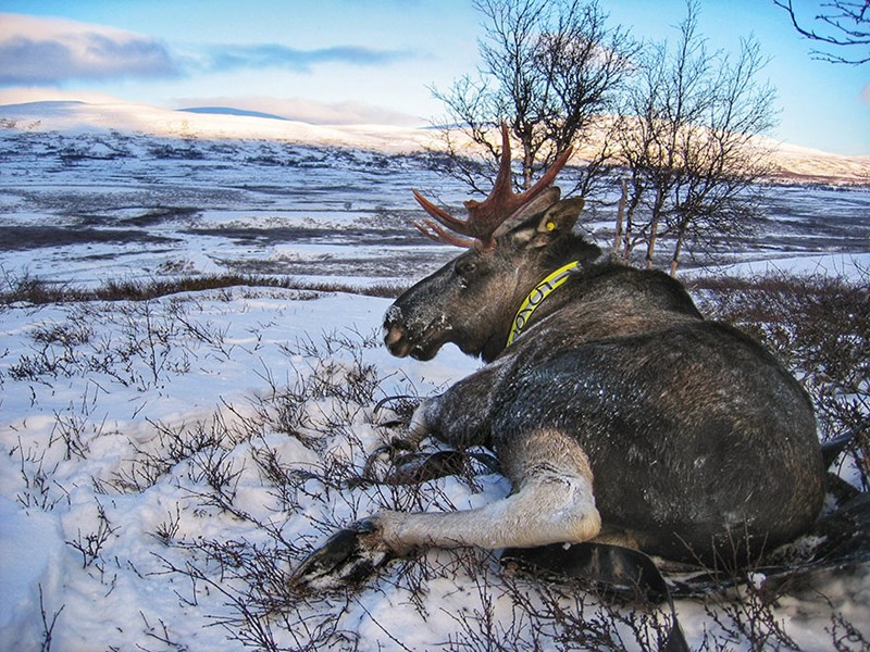 Älgtjur med gult halsband i snöigt fjällandskap. Foto.