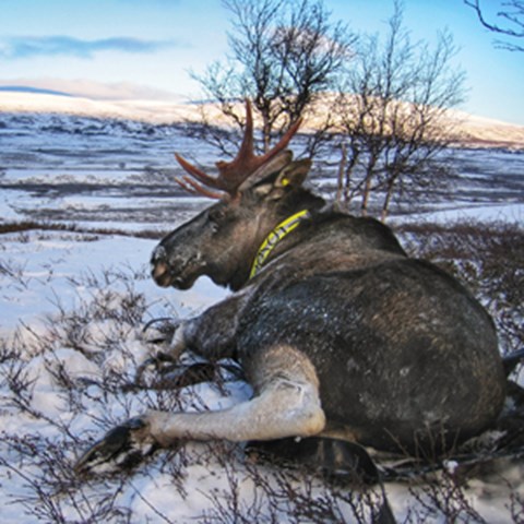  Moose bull with yellow collar in snowy mountain landscape. Photo.