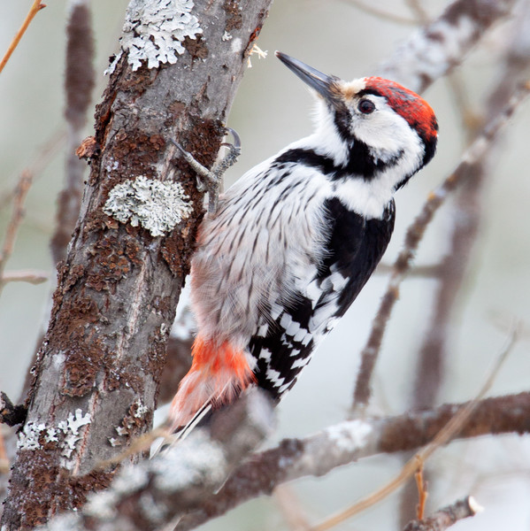  White-backed woodpecker on a tree.