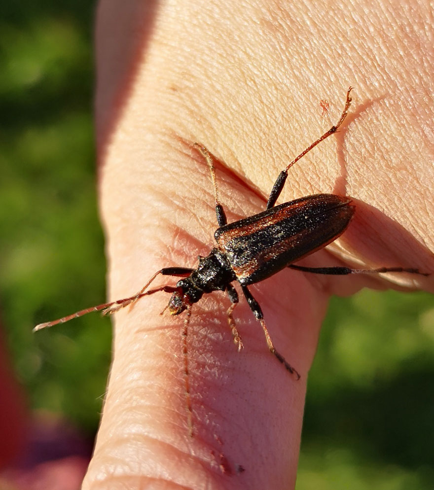 Insekt på hand. Foto.